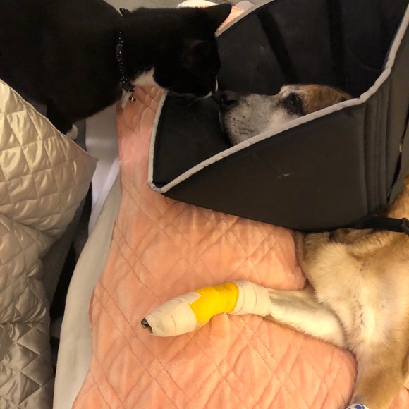 Meet your Posher, Lycia - Picture 3 of 4